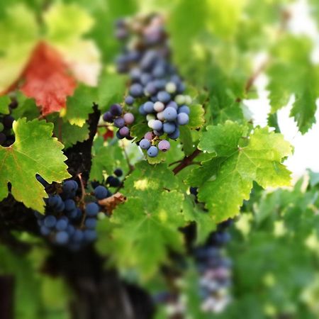 Churon Inn Winery Temecula Exteriér fotografie