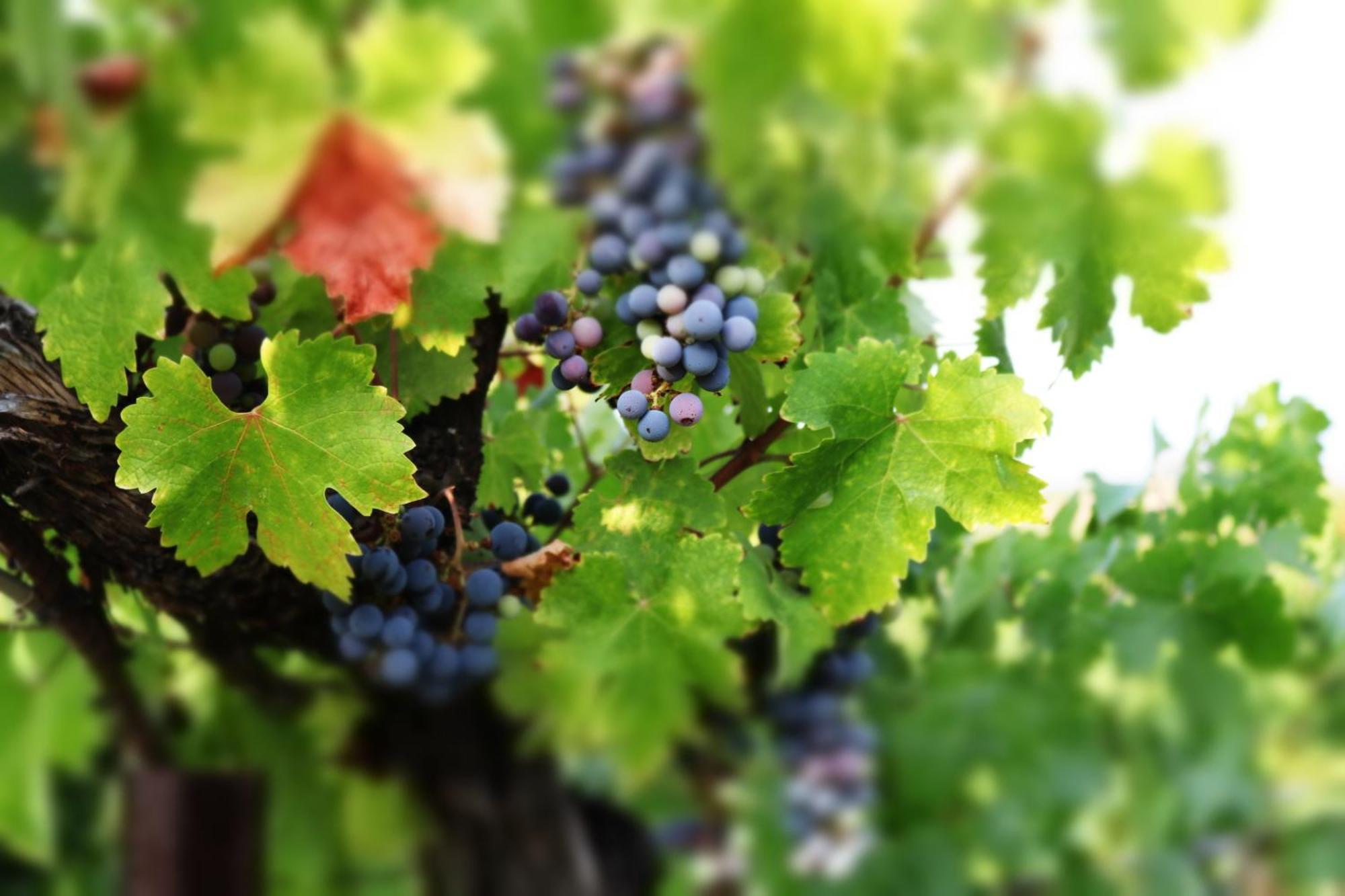 Churon Inn Winery Temecula Exteriér fotografie